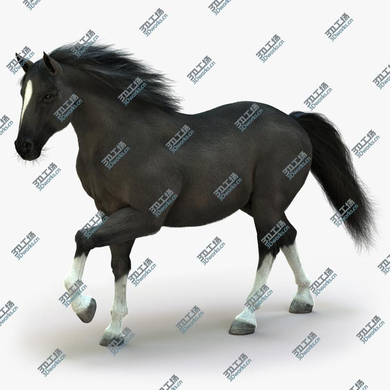 images/goods_img/20210319/3D Horse (2) (Black) (ANIMATED) (FUR)/1.jpg